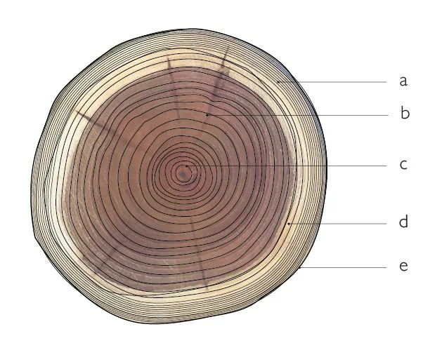 2.2.2.-Images-04-arbre